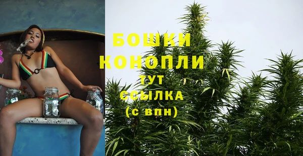 сатива Козловка